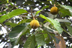 Artocarpus hirsutus